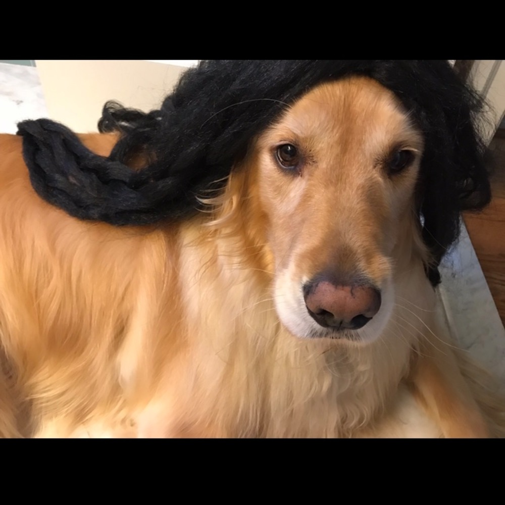 Dog Costume - Bob Marley